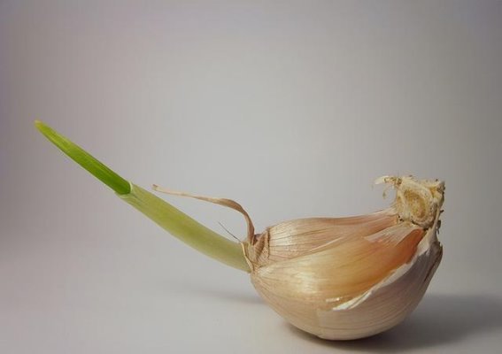 腊八蒜的吃法揭秘