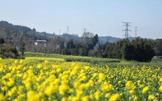 金色浪潮初绽 罗平油菜花的春日画卷