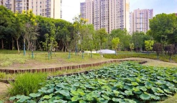 清荷园河的蜕变：从污水沟到生态乐园