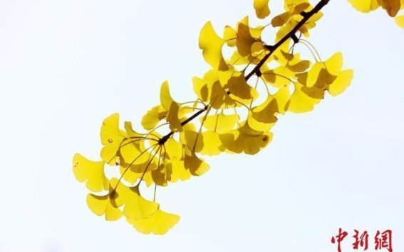 立冬时节，三江银杏如诗如画