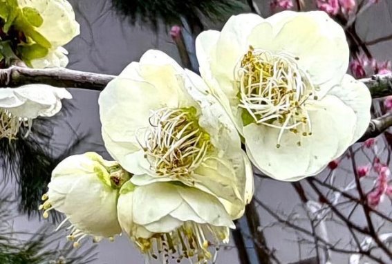 绿梅花开，春日温柔如画