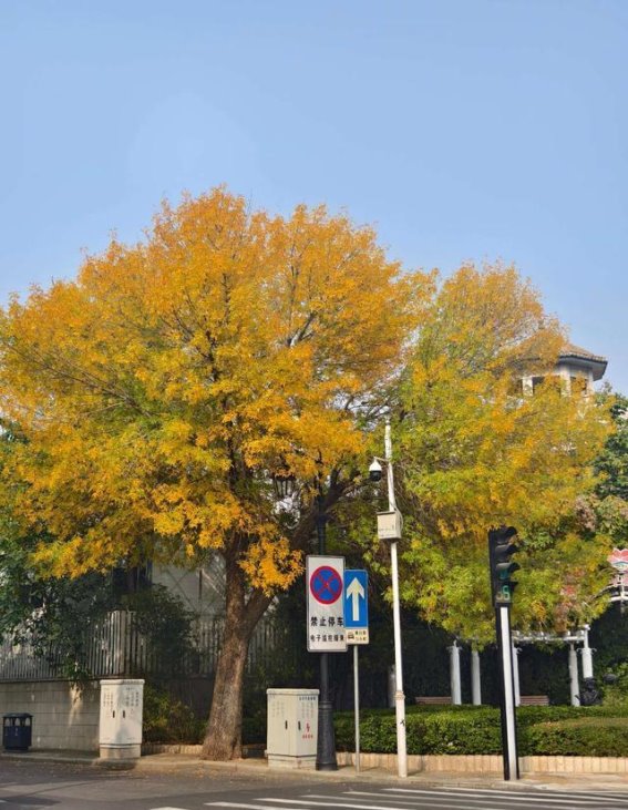 打卡天津秋天必去的五大景点，感受北方秋韵