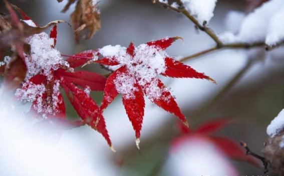 小雪节气养生宝典：三宜三忌三秘诀，冬季健康无忧