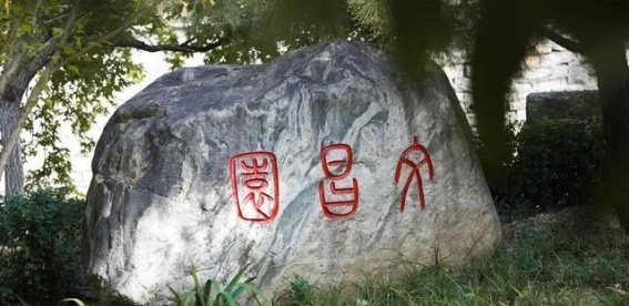 探访济南历下区古树园：时光的守望与生命的低语