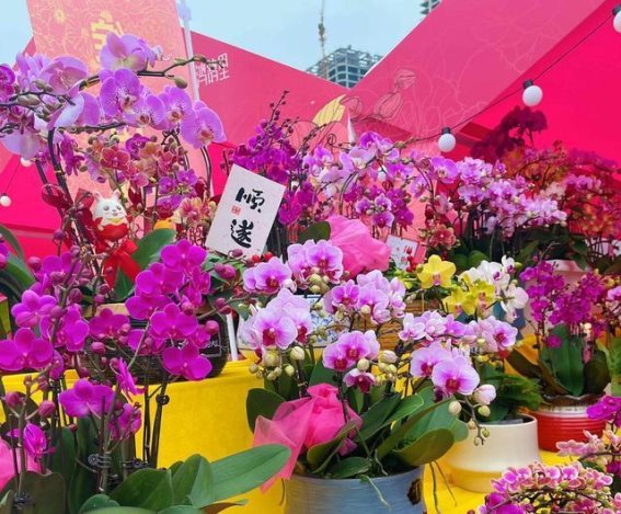 2025坪山区迎春花市：春意盎然，城市的新年盛宴