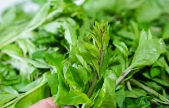 枸杞芽助力血糖稳定，医生这样说