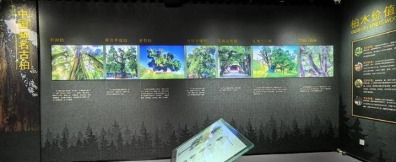 翠云廊古柏守护：古制与现代科技的融合之道