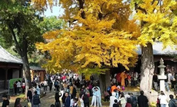 灵岩寺景区：文旅融合创新推动文化旅游新发展