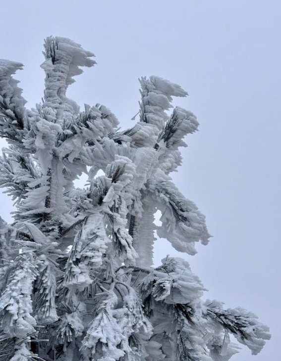凌晨四点出发，杭州女子亲历太子尖雪景的奇妙旅程