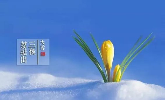 大雪至，寒冬始，静赏人间素色