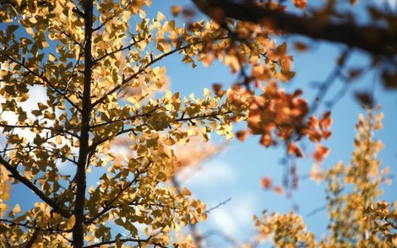 初冬时光，银杏黄与枫叶红，昆明禄劝的秋冬画卷