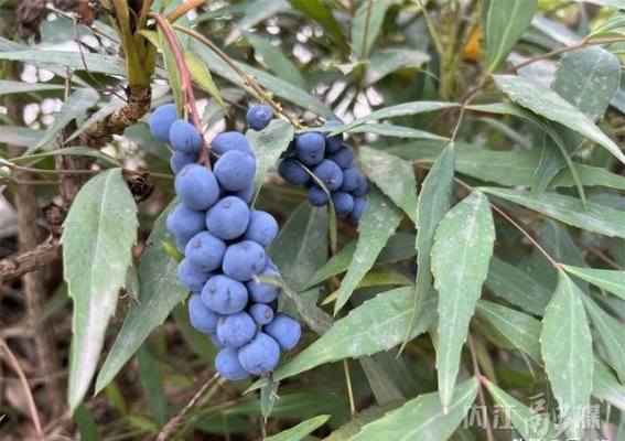 内江街头的“蓝莓”误区，警惕误食隐患
