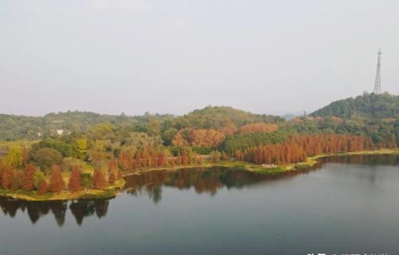 德阳冬日的水杉奇观：一场层林尽染的视觉盛宴