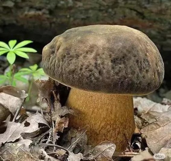 云南这家工厂日产10吨黑牛肝菌，工厂化栽培引领新风潮