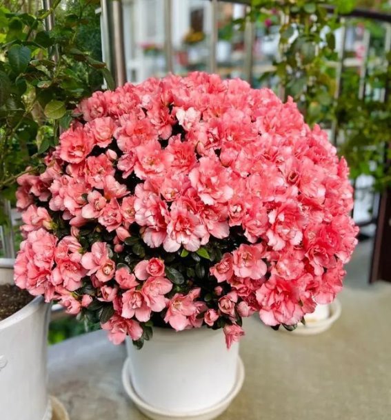 三种冬季花卉，坚韧而美丽，花开如火如荼