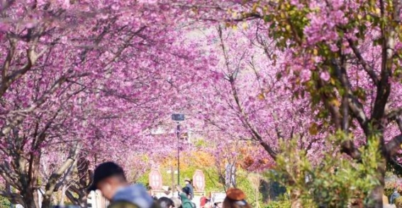 攀枝花：新春时节的花海与阳光