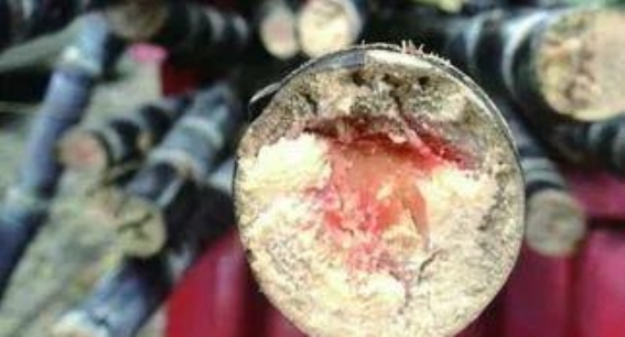 冬季甘蔗与红薯：美味的潜在危害，警惕食物中毒