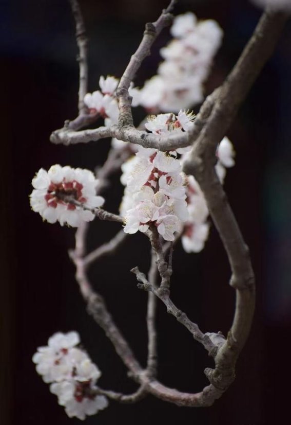 万竹园杏花绽放，春光如约而至