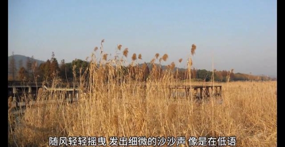 冬日太湖十八湾的静谧与生命力