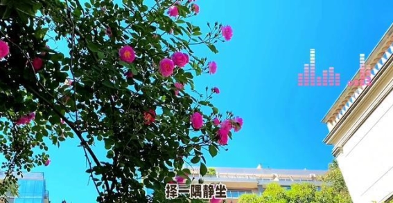沙溪古镇：时光的守望与岁月的温柔