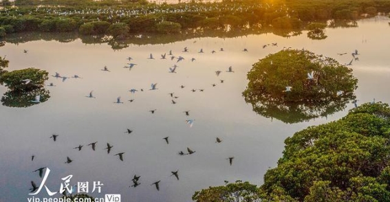 海南海口新盈红树林湿地公园候鸟栖息与生态修复的美丽画卷