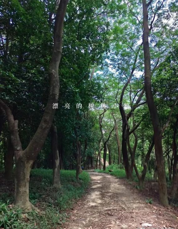 广州的绿意天堂——探访油麻山森林公园