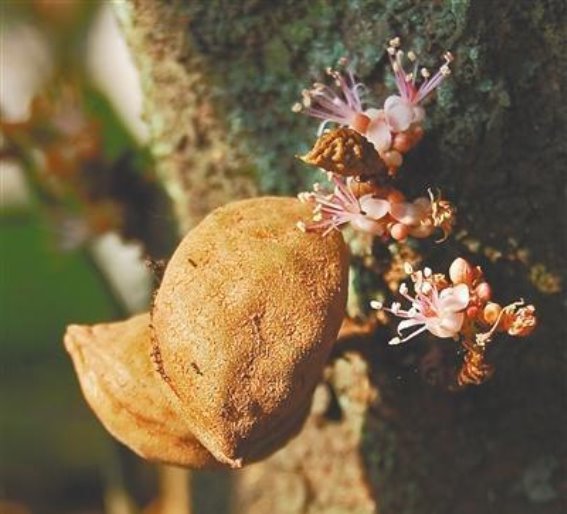 水果喃喃豆琼海首种成功