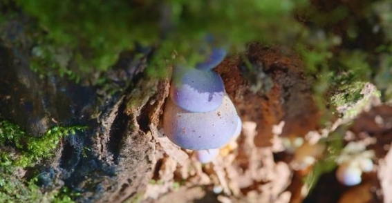 百山祖：绿水青山间的自然守望
