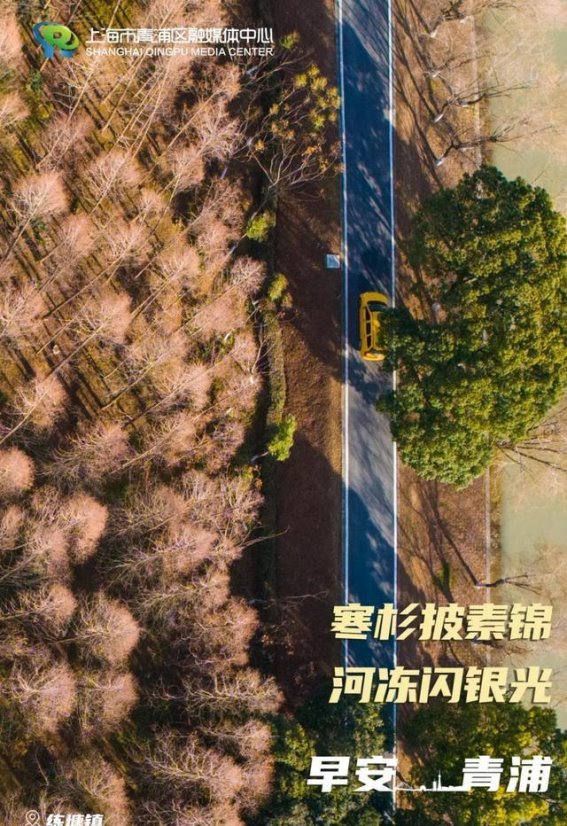 冬日青浦：寒杉素锦，河面银光