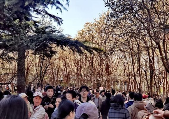 周日百花公园玉兰大道的春日盛景