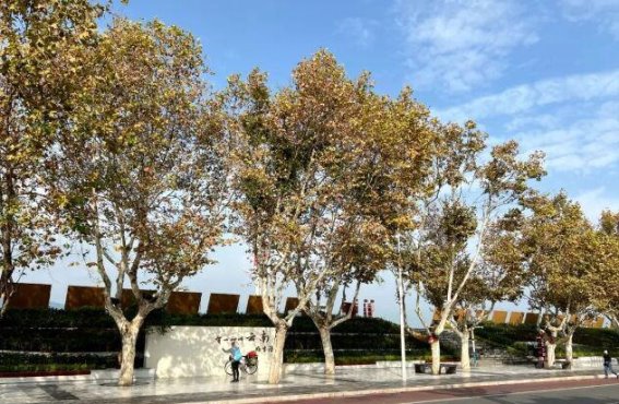 海埂大坝上的叶子花街小游园，静谧之美让游客陶醉