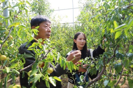 沾化冬枣的丰收之路与未来展望
