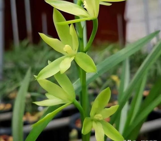 探秘建兰世界：五款颜值担当，香味浓郁的花卉推荐
