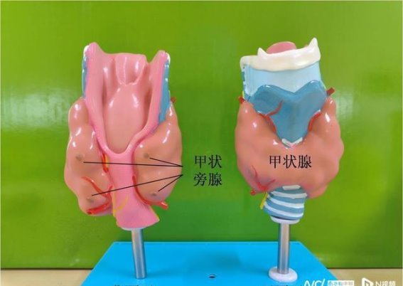 警惕慢性肾病的隐性杀手——继发性甲状旁腺功能亢进症