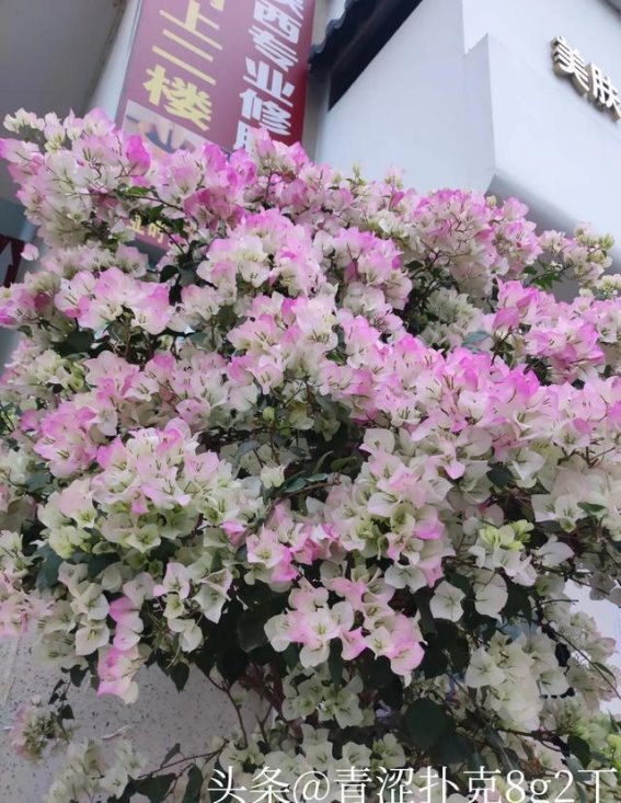 春日晨光下的湿地公园