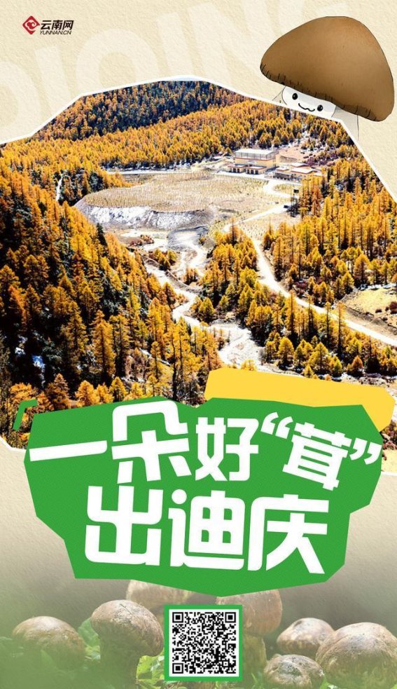 走进迪庆松茸的世界：自然馈赠与生态传奇