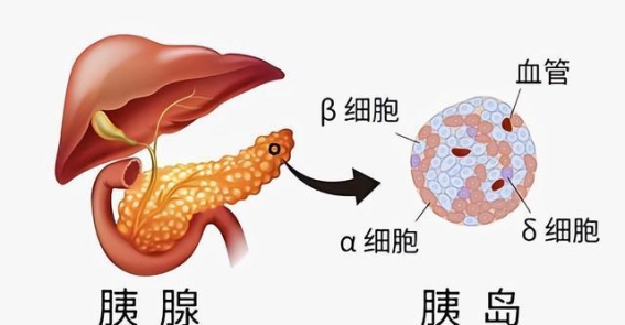 糖尿病康复的三个关键迹象