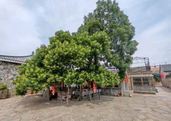 济南12大古树保护园：周边乡村游的新去处