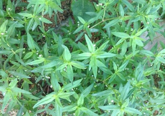 偏方的陷阱：湖北男子因轻信偏方错过最佳治疗时机