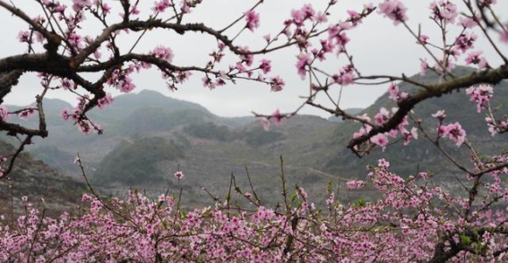 香花井村：五千亩桃花绽放，湘南春光醉人心