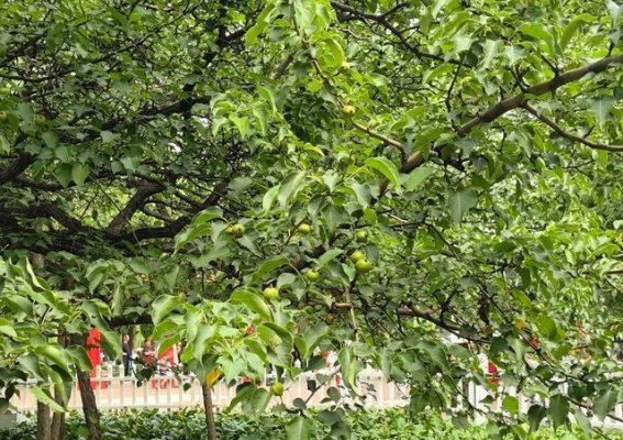 138岁古梨树：岁月如歌，繁花似锦