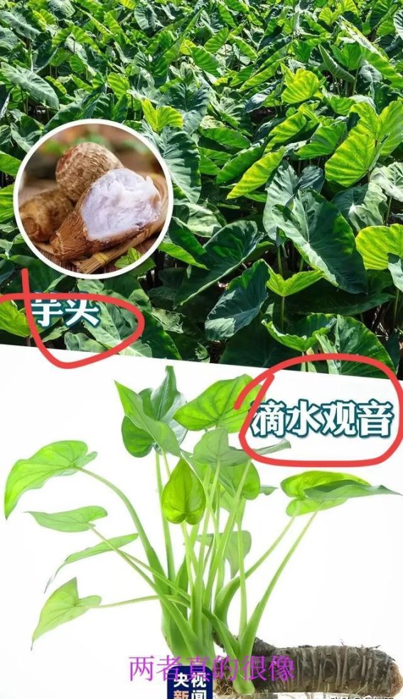 警惕！办公室常见的盆栽竟然全身有毒！医生提醒：一定要远离它！