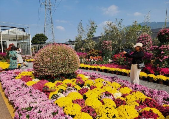 桂林金秋菊展：在菊花海中沉醉，感受宋韵雅致