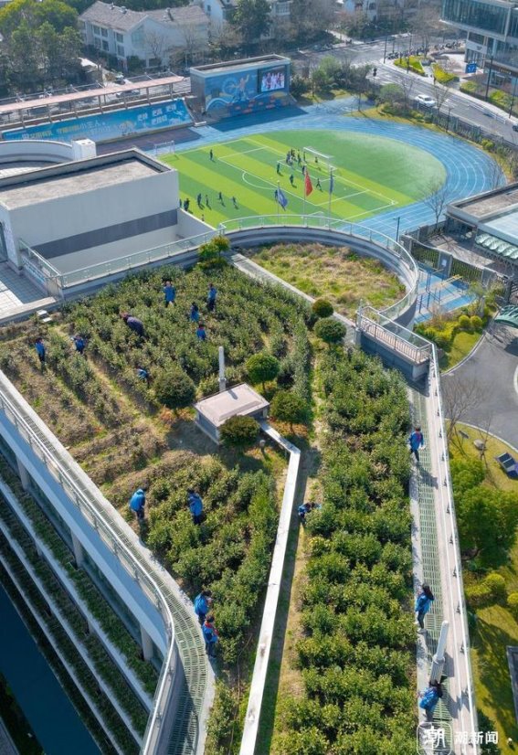 楼顶空中茶园：杭州一小学每年种茶十余斤