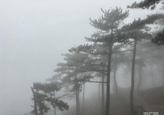雨雾中的泰山：云雾缭绕下的山岳秘境