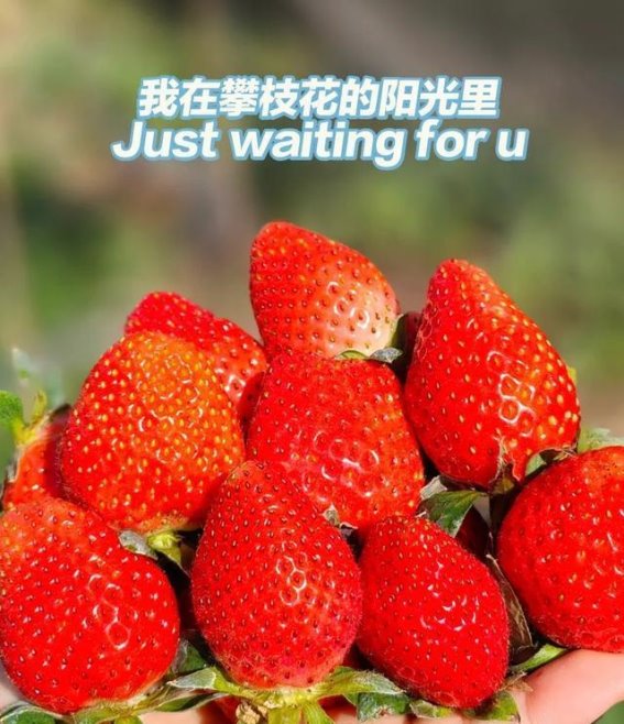 冬季避寒圣地，攀枝花的温暖魅力与自然馈赠