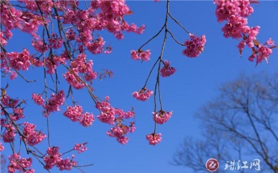 冬日里的温暖：麒麟城冬樱花开浪漫粉