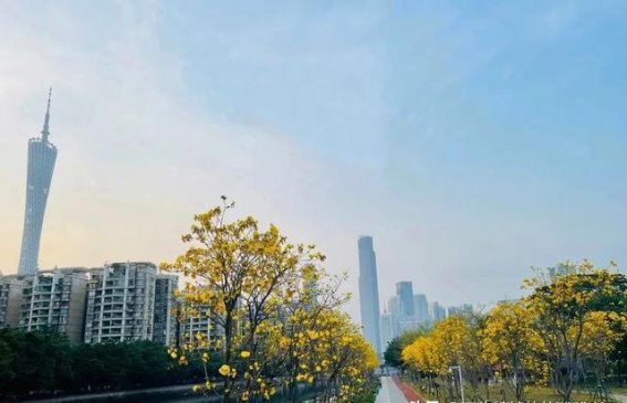 广州磨碟沙公园：不收门票的木棉花海