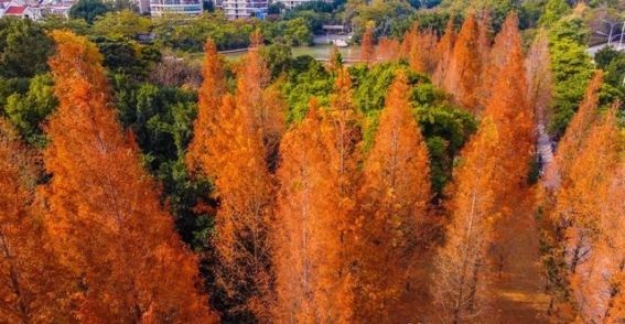福州金山公园：水杉与青梅的诗意季节