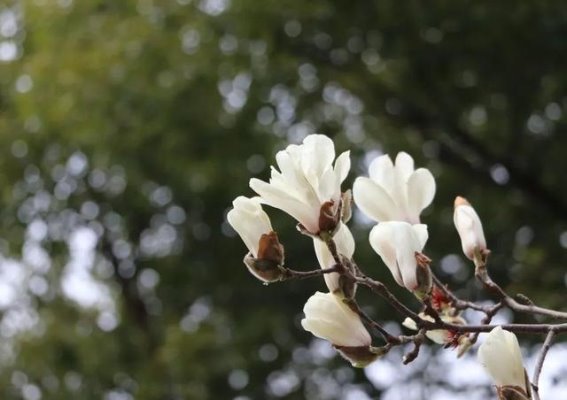 徐家汇公园玉兰特色植物区入选上海市十大特色植物区